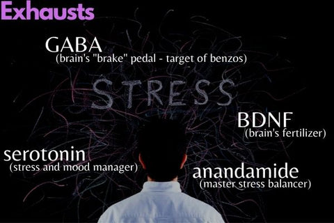 stress effects on anxiety