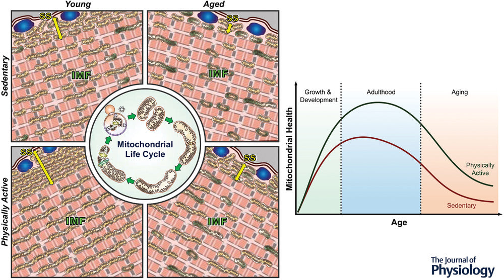 exercise and mitochondria