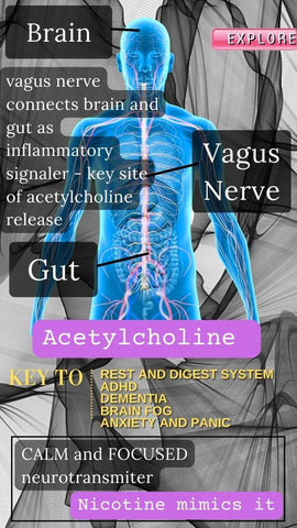 vagus nerve and gut