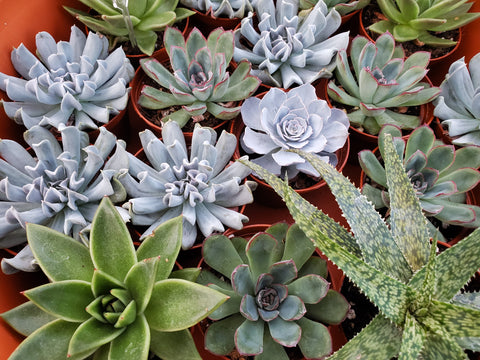 Everything You Need to Know About Growing Succulents