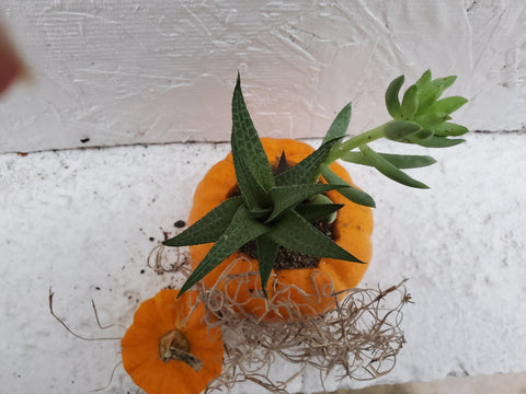 How to Repurpose Your Halloween Pumpkin 