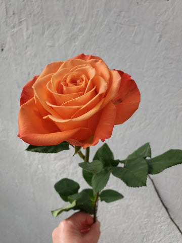 What Is the Symbolism Behind Orange Roses? - Flower Works, LLC