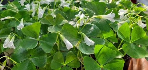 Shamrocks vs. Oxalis: Will the Real Shamrock Please Stand Up