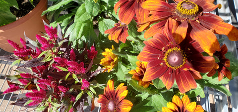 Bring Your Porch or Garden to Life With Late Summer & Fall Plants