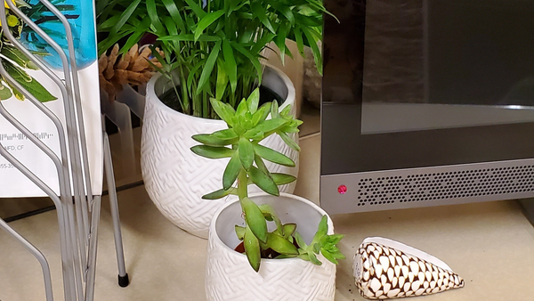 3 Things to Keep in Mind When Choosing Office Plants