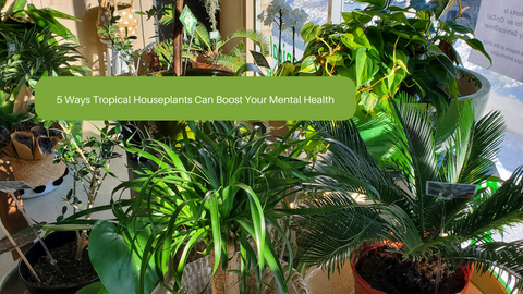 5 Ways Tropical Houseplants Can Boost Your Mental Health