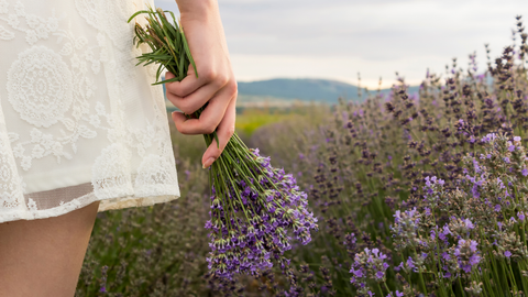 7 Benefits of Growing Lavender