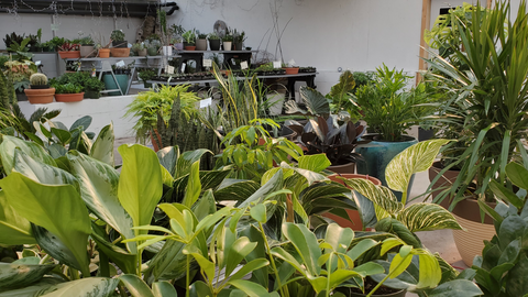 An Introduction to Our Greenhouse: A Special Place in Downtown Marquette, MI