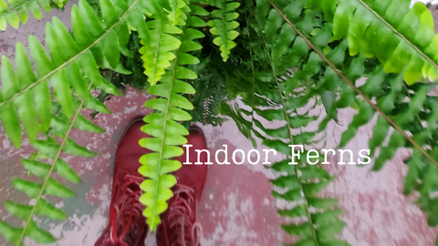 How to Care for Indoor Ferns: Ultimate Guide