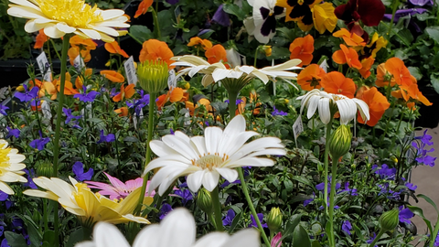Kickstart the 2021 Gardening Season With a Tailored Selection of Annuals and Perennials