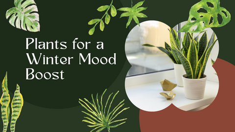 Plants for a Winter Mood Boost