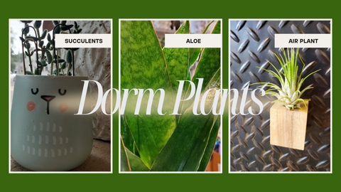 Plants to Decorate Your Dorm With - And How to Care for Them