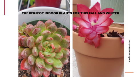 The Perfect Indoor Plants for This Fall and Winter