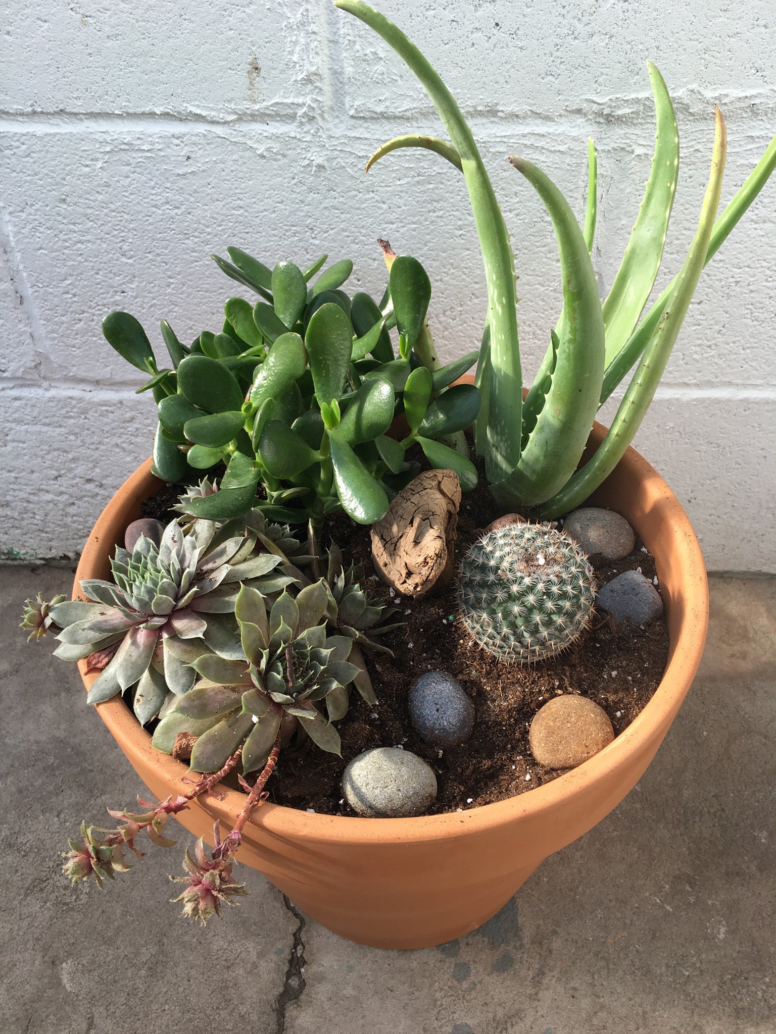 Indoor Succulent Planter Flower Works Llc