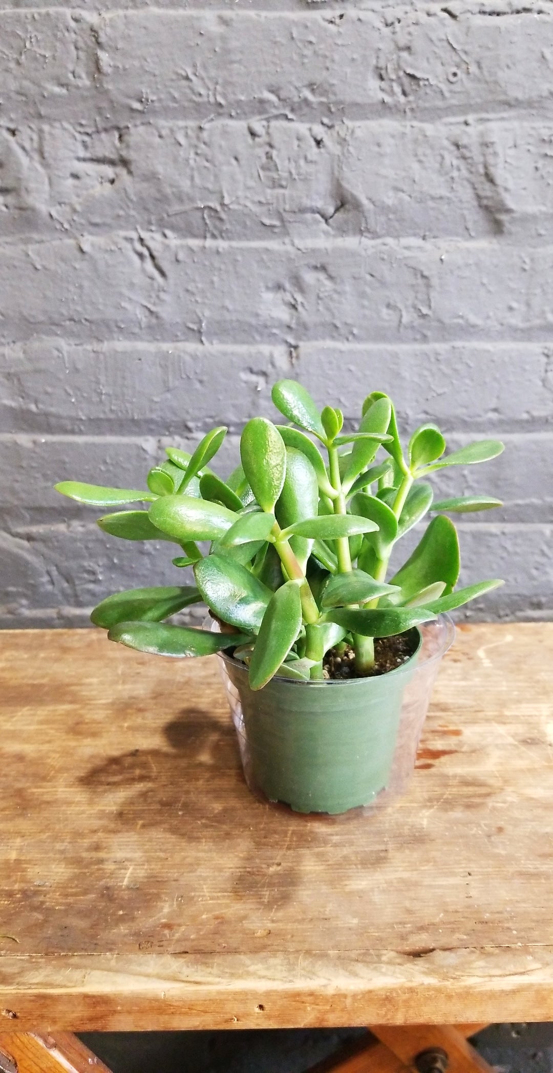 jade plant flower