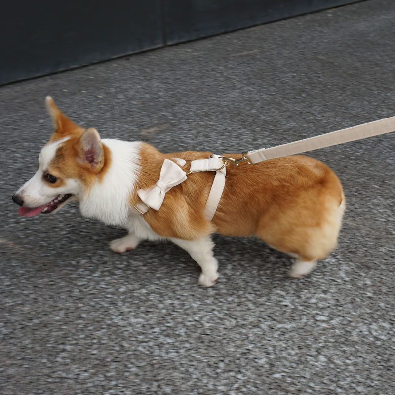 petduro custom dog harness set