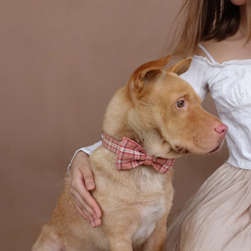 Personalized luxury dog collars
