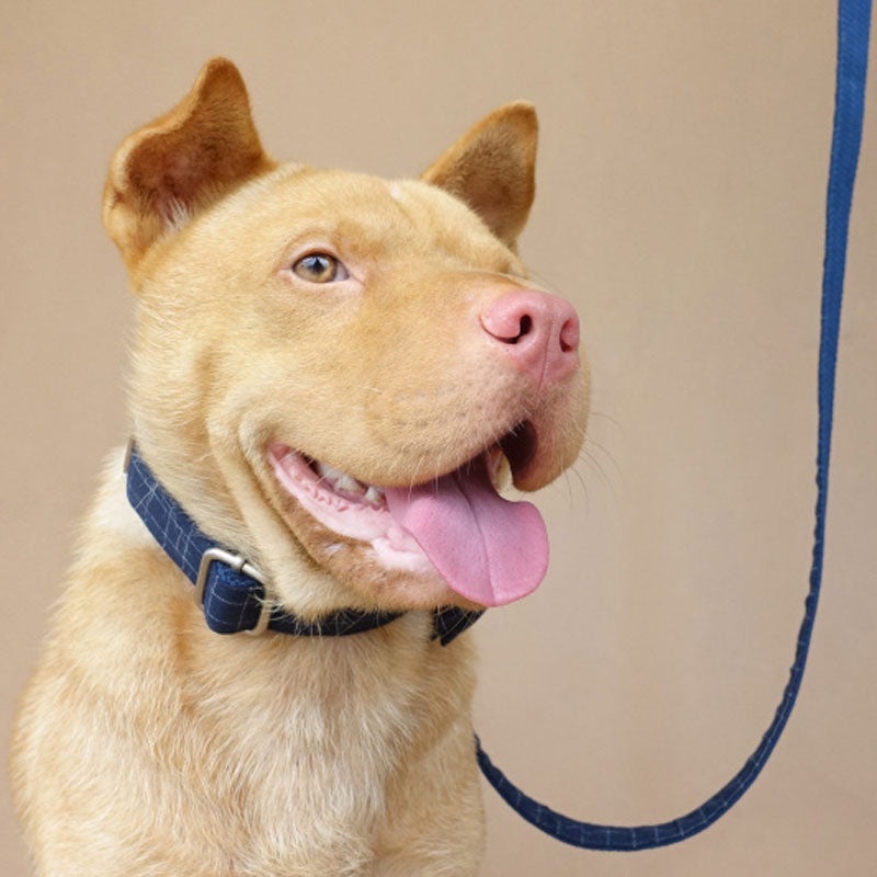 personalized dog collar