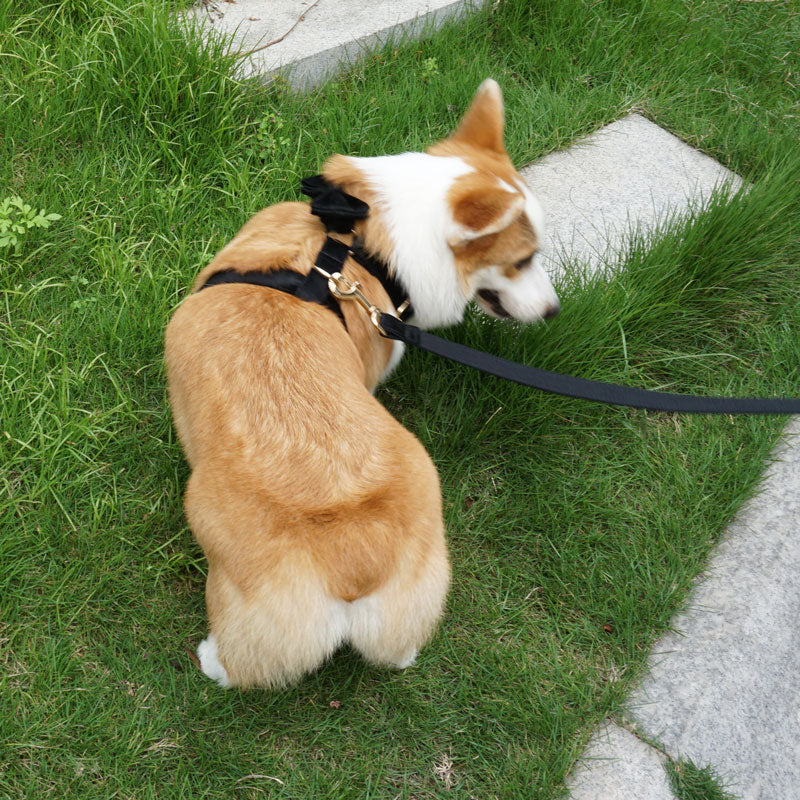 petduro dog harness cute
