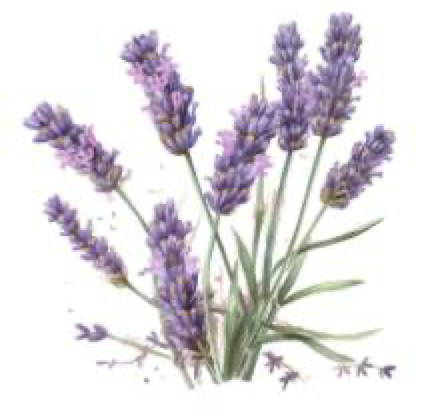 Lavender