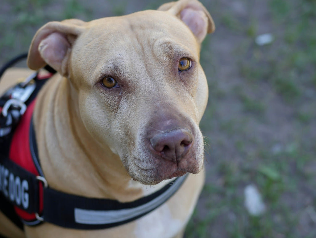 A service dog is trained to assist a person with disability