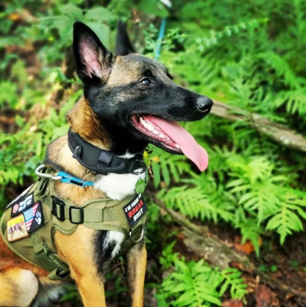 Do You Need a Service Dog Patch? Here's What They Mean – 14er Tactical