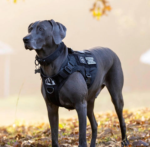 A K9 IFAK Pouch serves to identify a well-trained dog with an owner