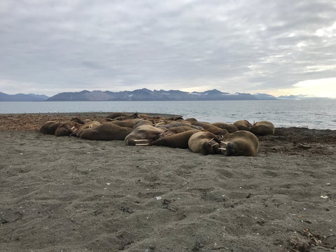 Seeropen liegen am Strand