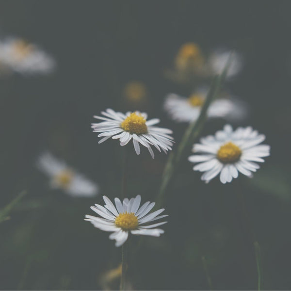 Beautiful daisy flowers