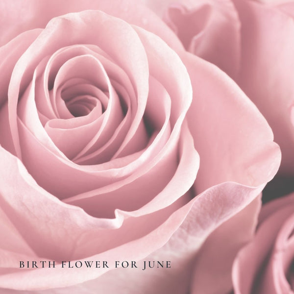 June birth flower, the Rose