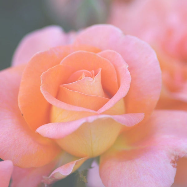Pink and peach roses