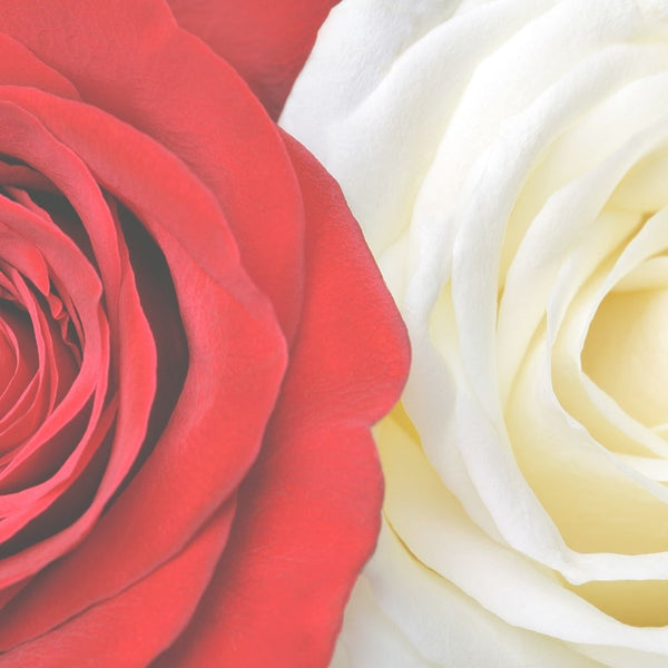 Red and white roses, war of the roses