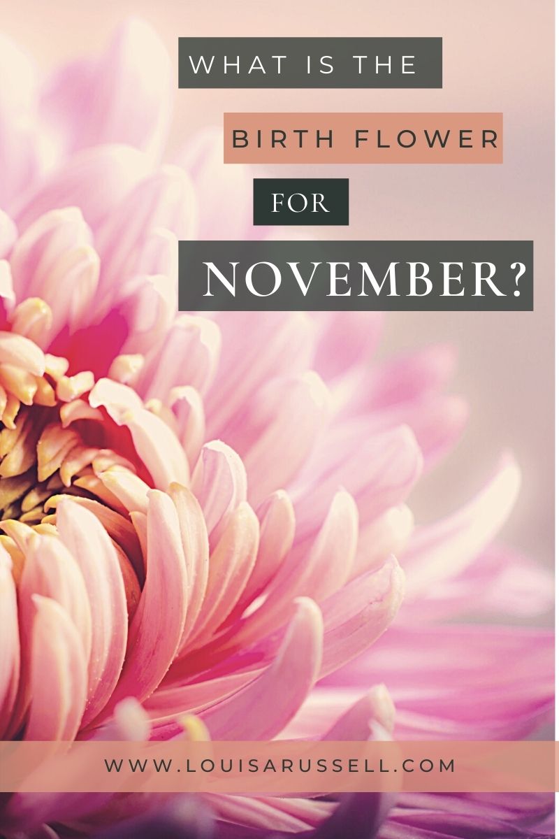 Birth Flower November