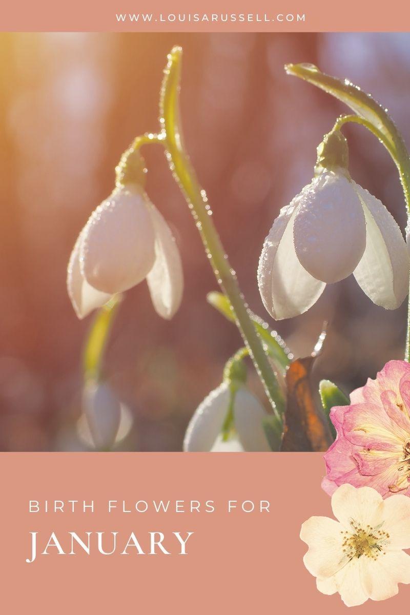 January Birthflower