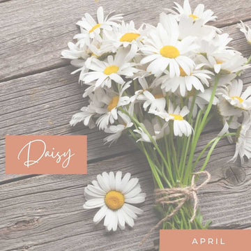 April Birth Flower Daisy