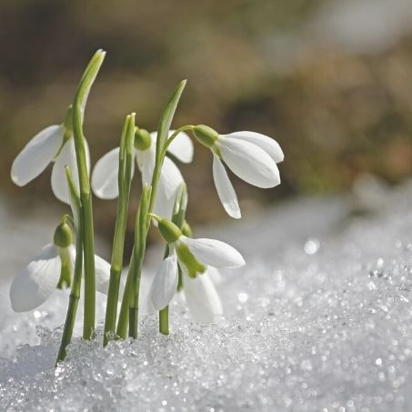 January Birthflower