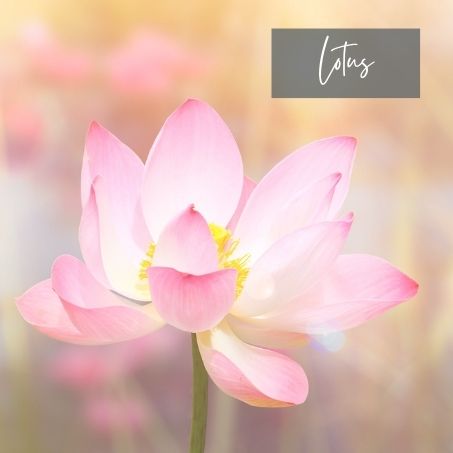 July Birth flower