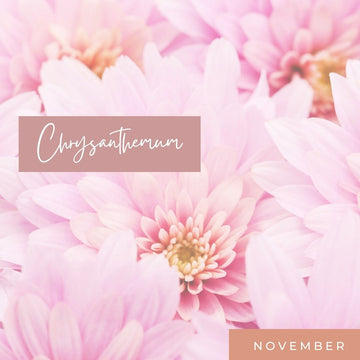 November Birth Flower Chrysanthemum