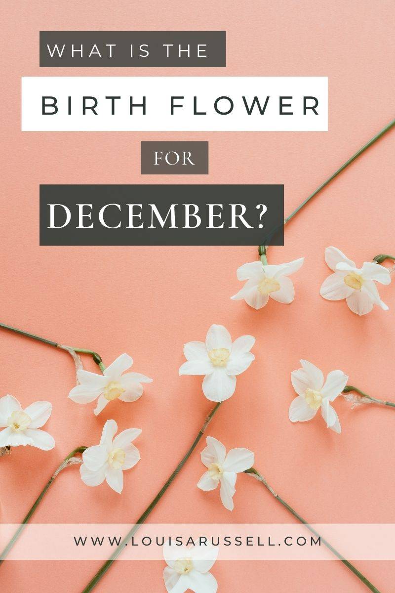 December Birthflower