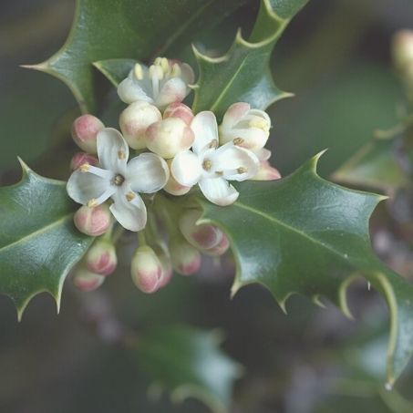 Birth Flower of December