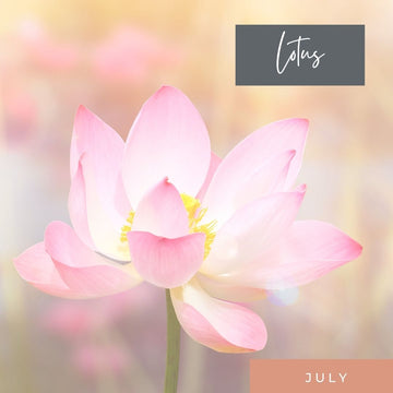 July Birth Flower Lotus Waterlily