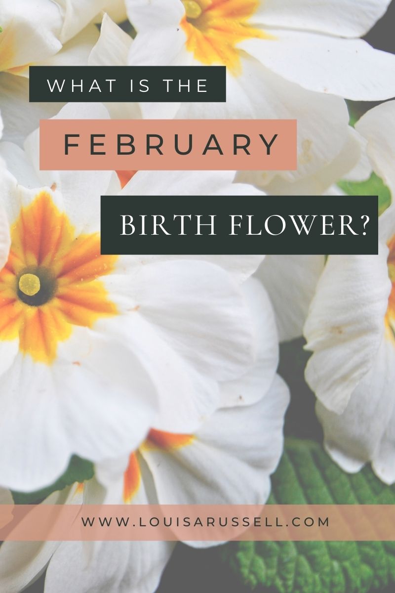 February Birthflower