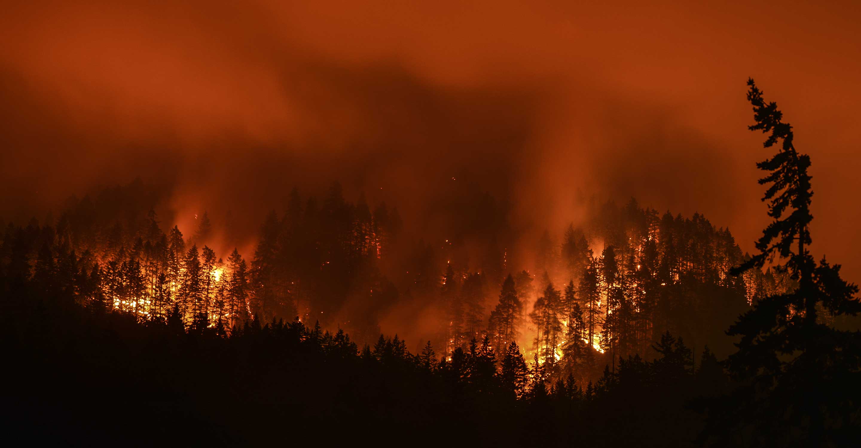 Wildfire Smoke May Carry Deadly Fungi Long Distances