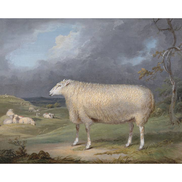 Antique Replica English Leicester Ewe Sheep Art Print