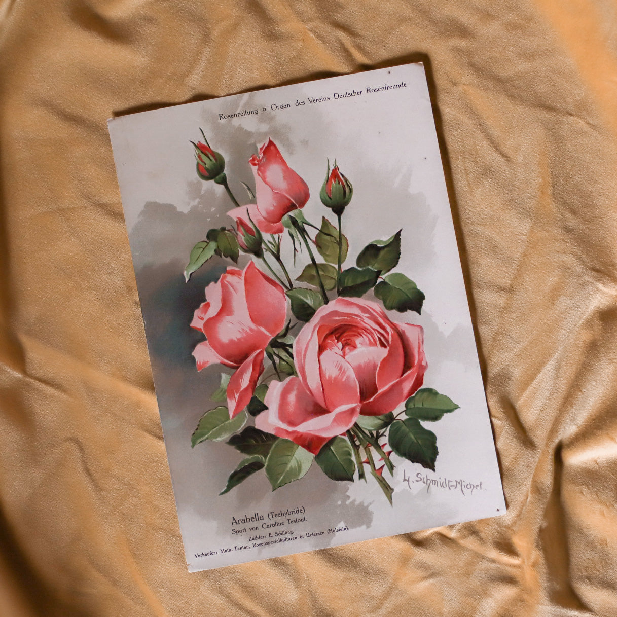 Antique German Rose Art Prints