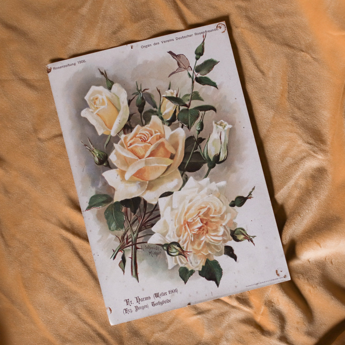 Antique German Rose Art Prints