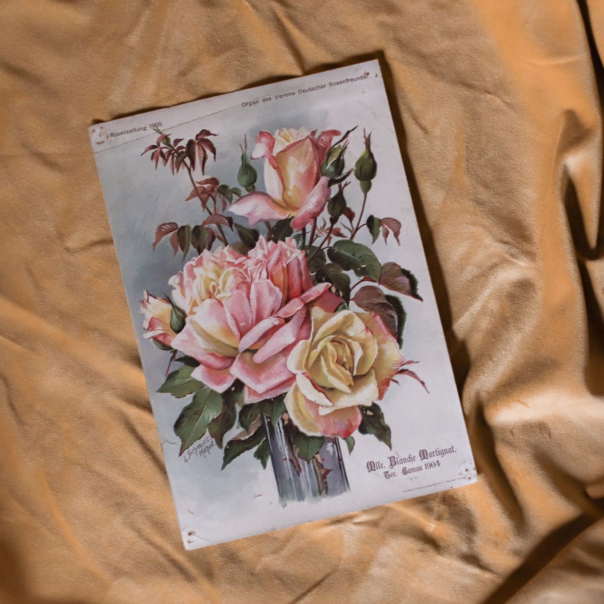 Antique German Rose Art Prints