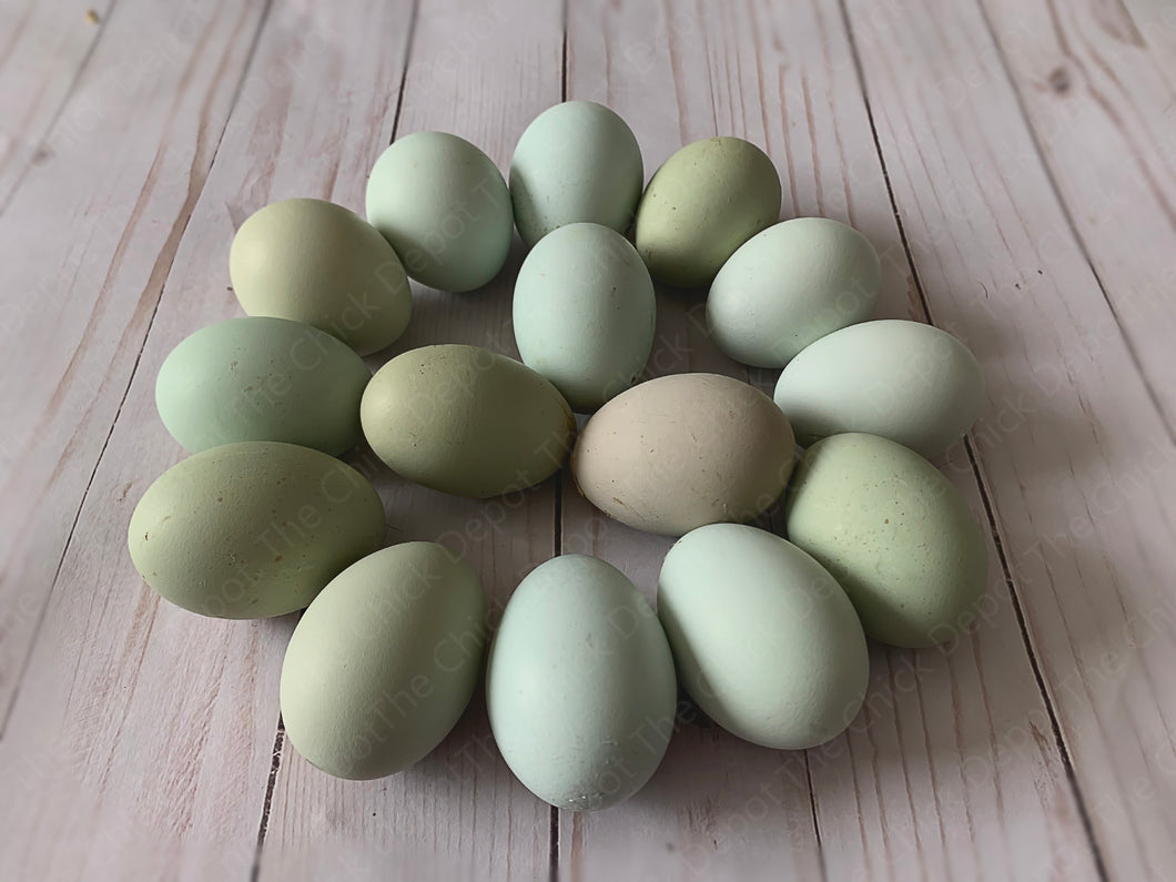 lavender ameraucana eggs