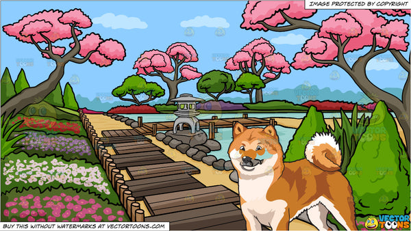 A Happy Shiba Inu Dog And A Japanese Garden Background