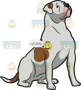 Download An American Bulldog Looking Attentive Clipart Cartoons By Vectortoons